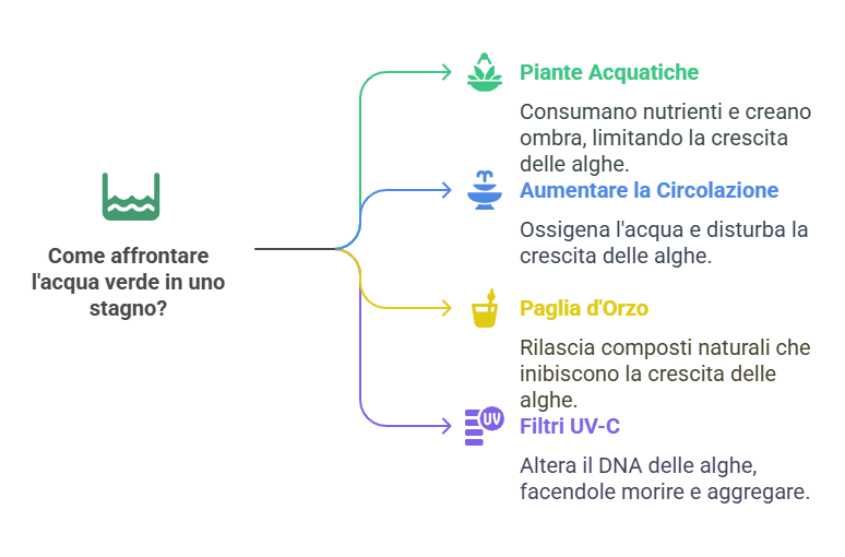 Grafico illustrato con la domanda “Come affrontare l’acqua verde in uno stagno?” e quattro rimedi – piante acquatiche, aumento della circolazione, paglia d’orzo e filtri UV-C – ciascuno evidenziato da icone colorate e brevi descrizioni.