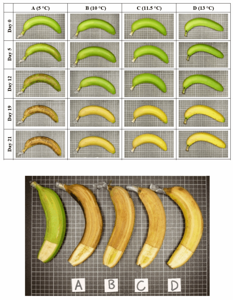 Studio scientifico sull'effetto del danno da freddo (chilling injury) su banane conservate a diverse temperature (5°C, 10°C, 11.5°C, 13°C) per 21 giorni.