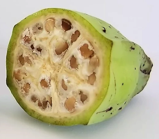 Sezione trasversale di un frutto di Musa balbisiana, una specie di banana selvatica.