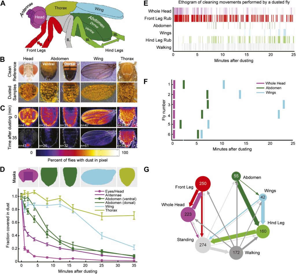 Montaggio scientifico con diagramma colorato di una mosca, macro-foto di corpo pulito e impolverato, mappe termiche temporali, grafico a linee della frazione di polvere rimasta, etogramma dei movimenti di pulizia, cronogramma per sei mosche e rete di transizioni tra pose di grooming; mostra come la Drosophila rimuove la polvere dal corpo in un ordine gerarchico nel tempo.