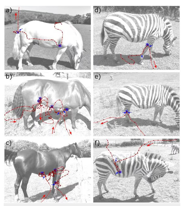 Le immagini illustrano come le strisce delle zebre influenzino il comportamento di atterraggio degli insetti.
