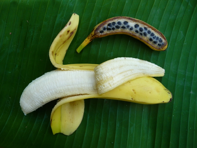 Una banana Cavendish vicino a una varietà selvatica di banana con numerosi semi.